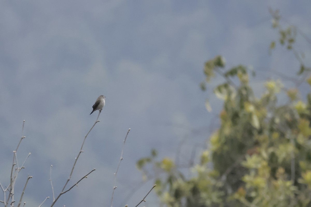 Euli-txori siberiarra - ML655207820
