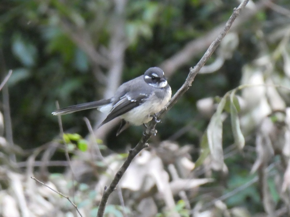 Gray Fantail - ML655207822