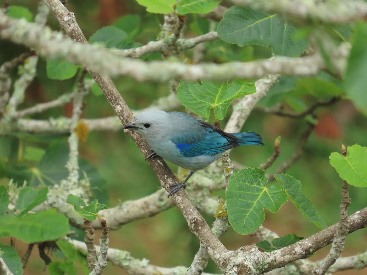 Blue-gray Tanager - ML655207823