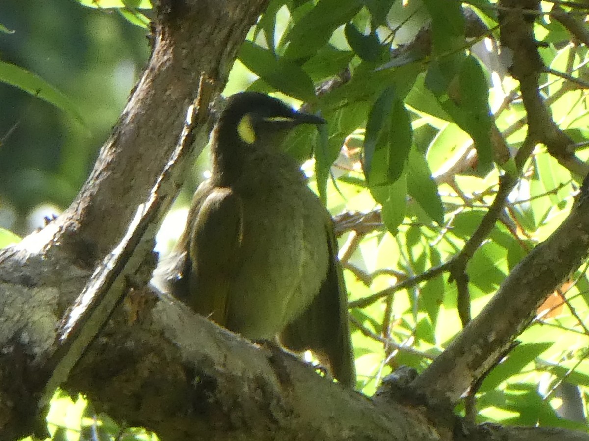 Lewin's Honeyeater - ML655207827