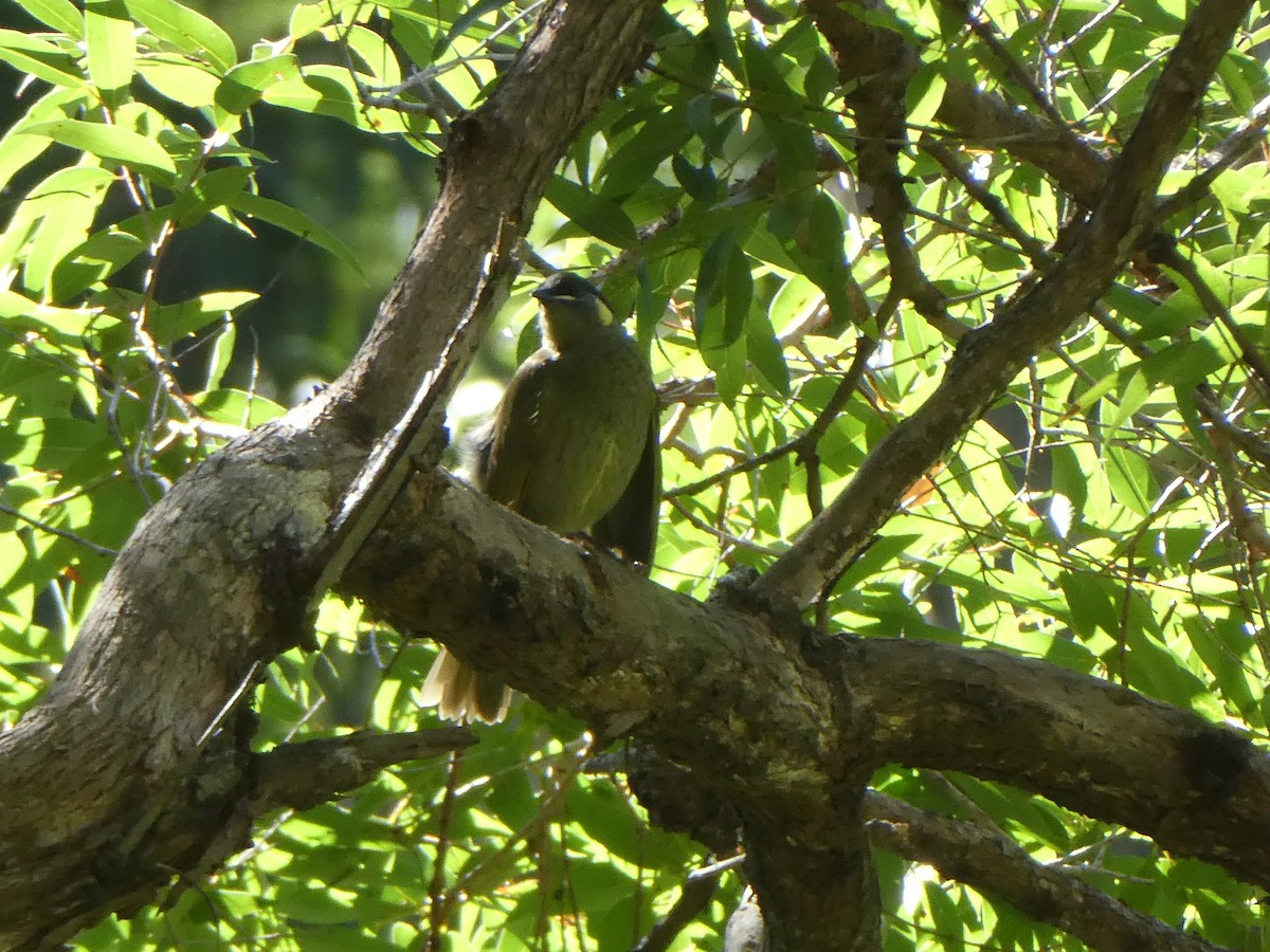 Lewin's Honeyeater - ML655207828