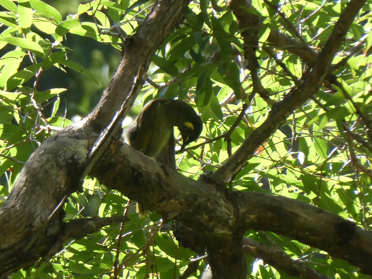 Lewin's Honeyeater - ML655207829