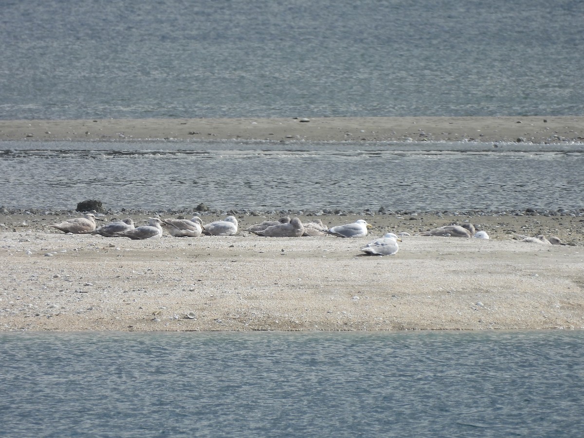Kaioa sp. - ML655207832