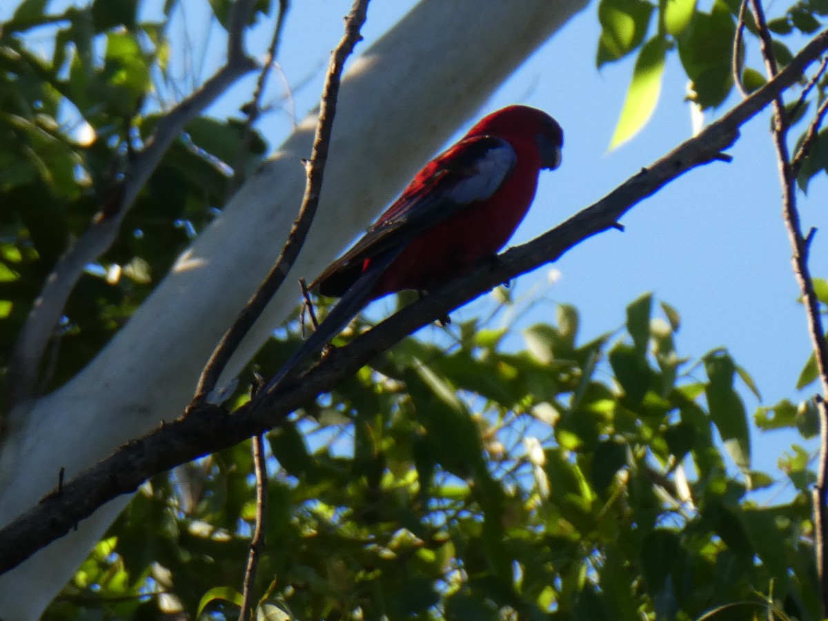 Crimson Rosella - ML655207833