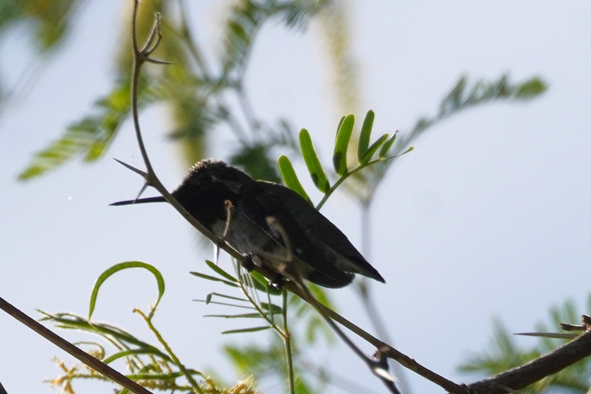 Costa's Hummingbird - ML655207835