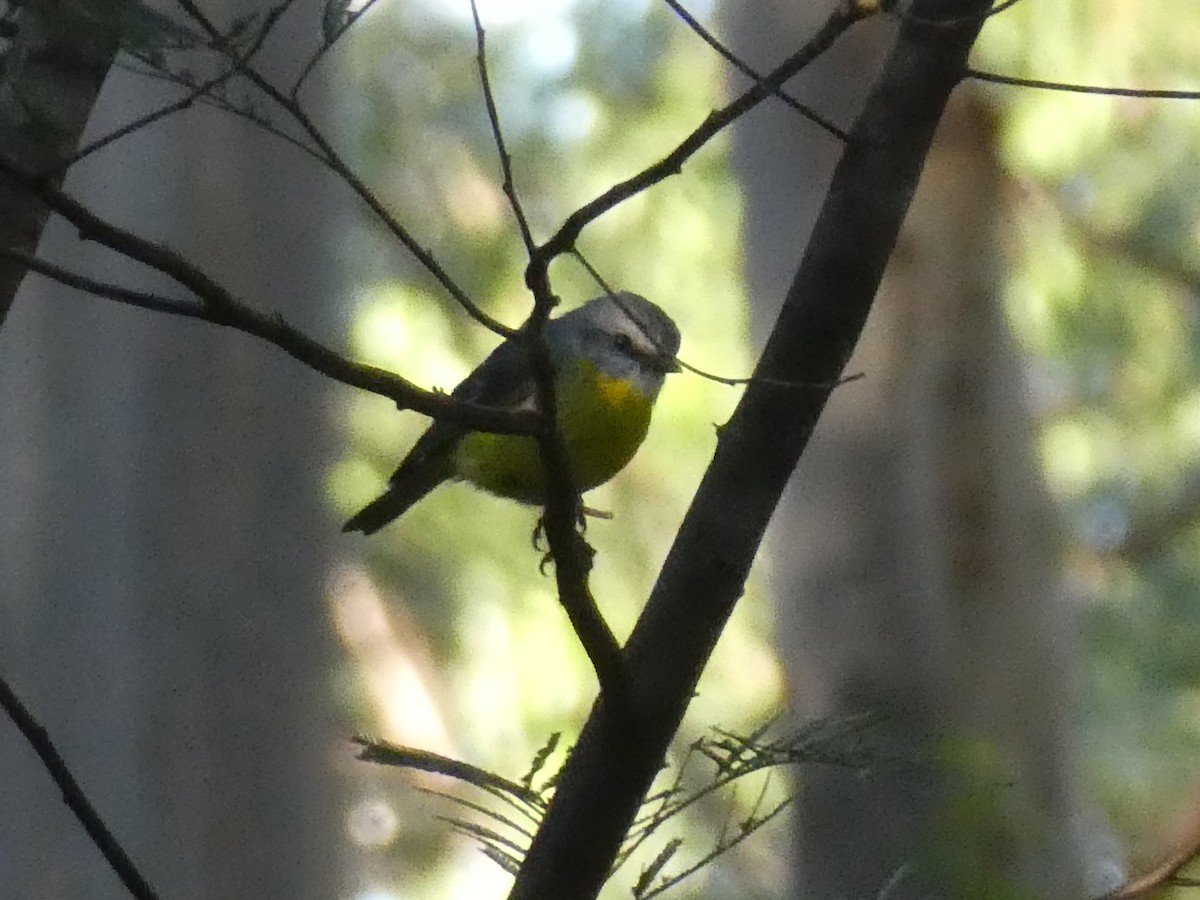 Eastern Yellow Robin - ML655207838