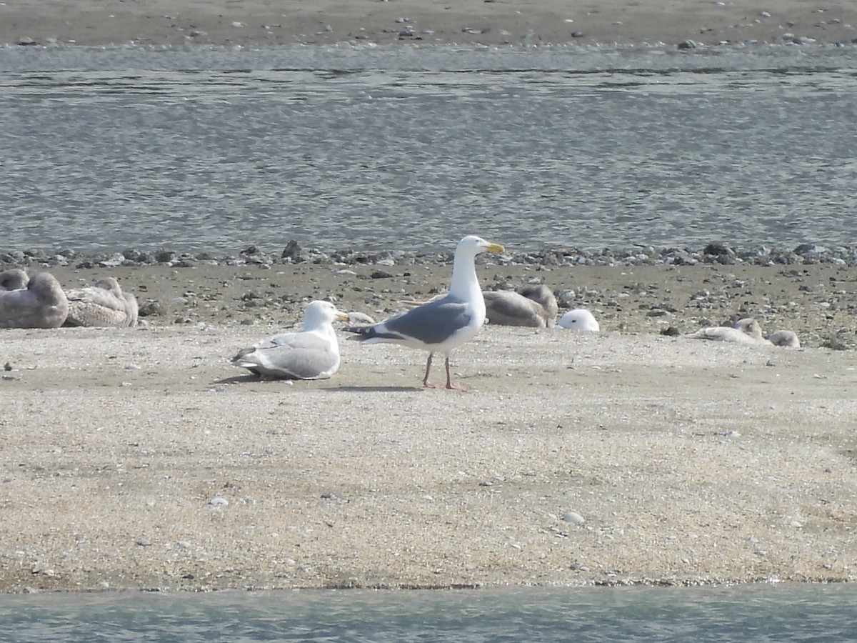 Western x Glaucous-winged Gull (hybrid) - ML655207840