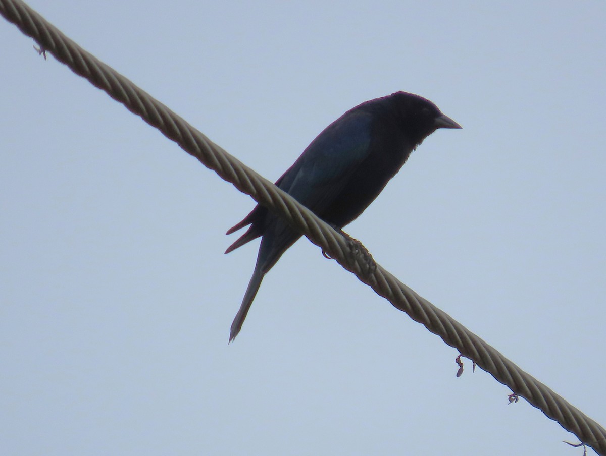 Shiny Cowbird - ML655207845
