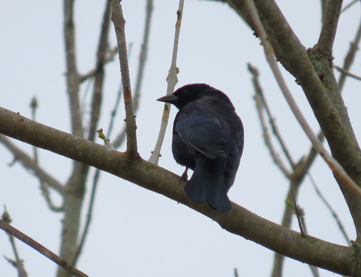 Shiny Cowbird - ML655207846