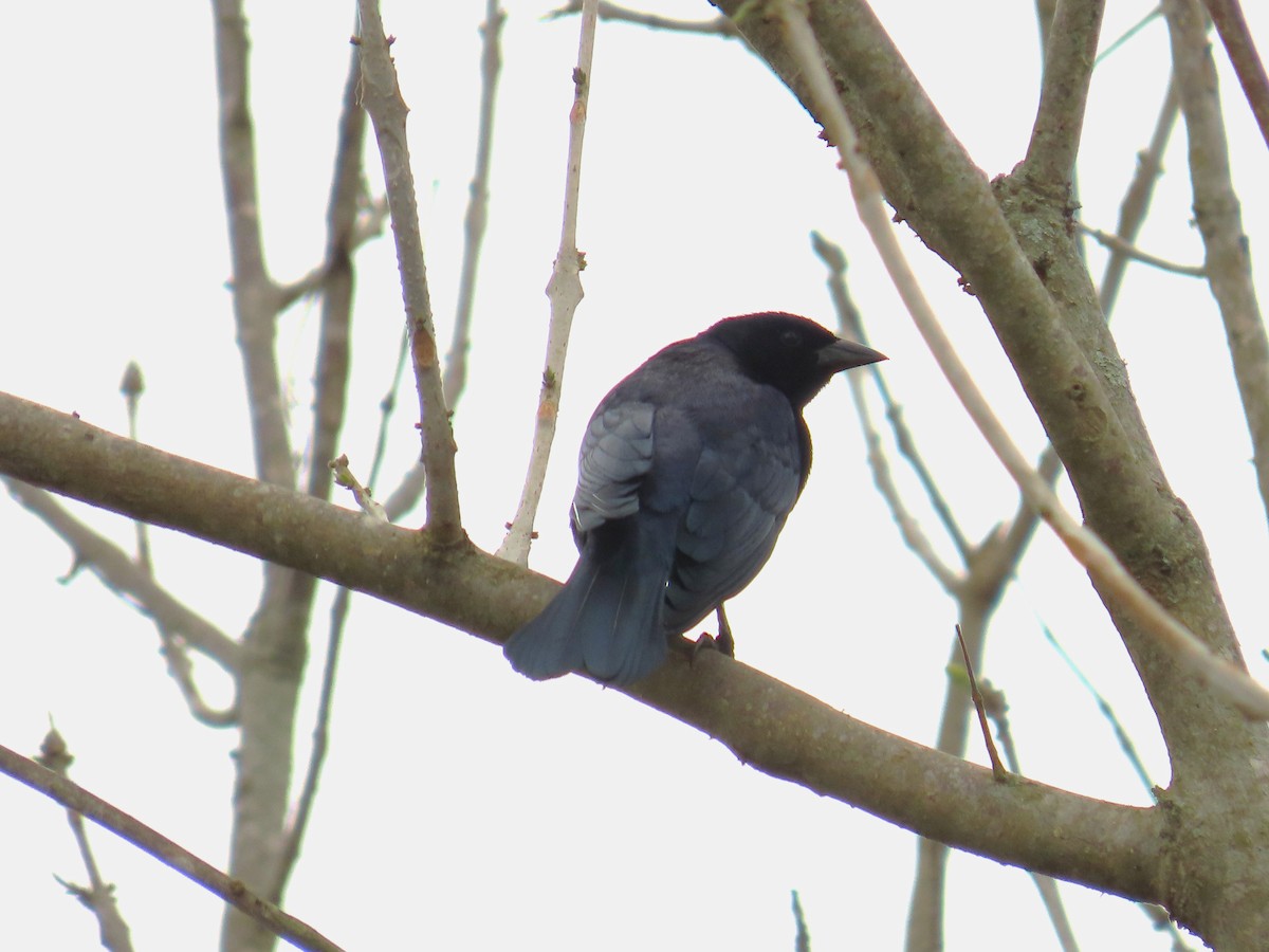 Shiny Cowbird - ML655207847