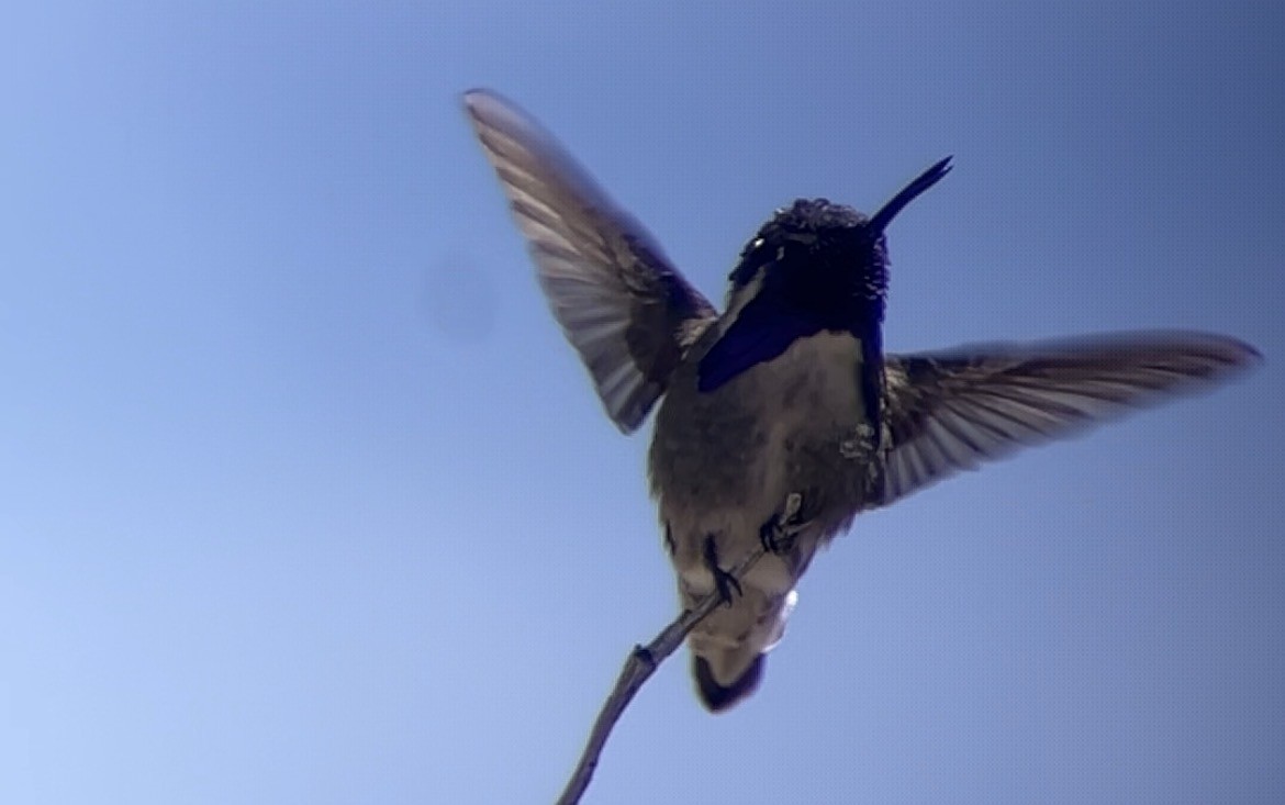 Costa's Hummingbird - ML655209765