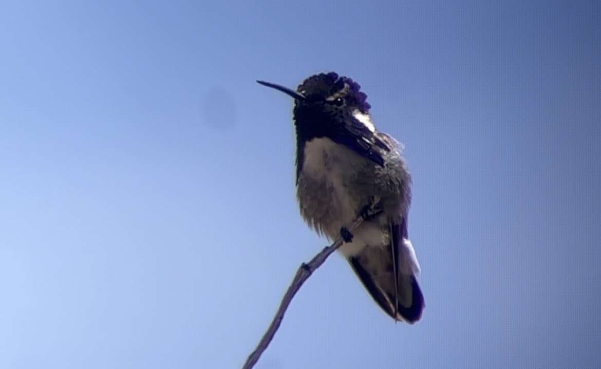 Costa's Hummingbird - ML655209766