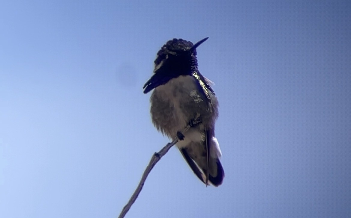 Costa's Hummingbird - ML655209767