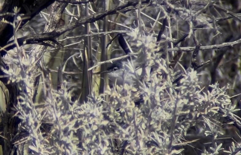 Black-tailed Gnatcatcher - ML655209772