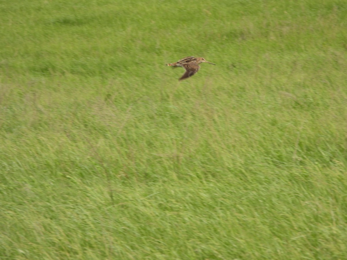 eBird Checklist - 17 Apr 2026 - pagel road - 30 species