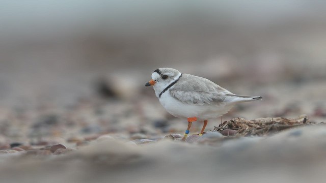 Piping Plover - ML655212926