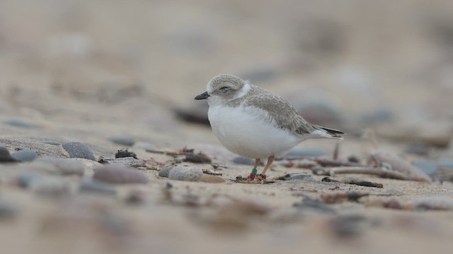 Piping Plover - ML655213143