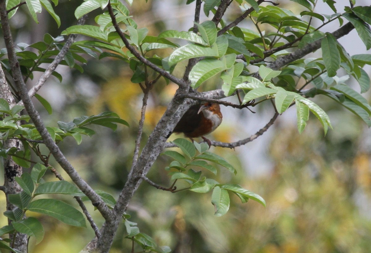 Red-eyed Scimitar-Babbler - ML655213758