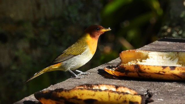 Красноголовая танагра - ML655213802