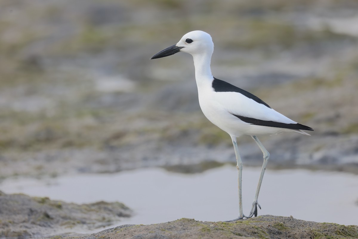 Crab-Plover - ML655214381
