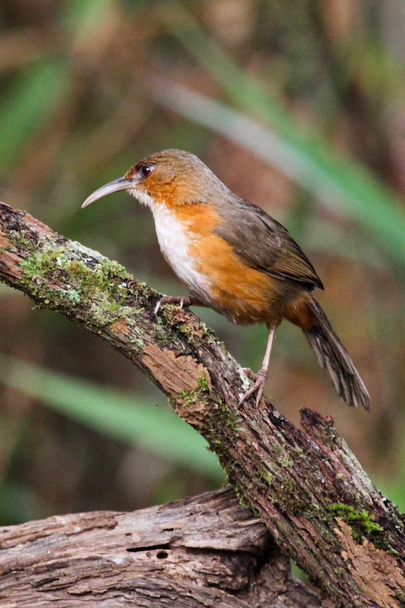 Red-eyed Scimitar-Babbler - ML655214841