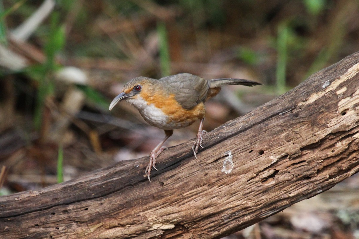 Red-eyed Scimitar-Babbler - ML655214846