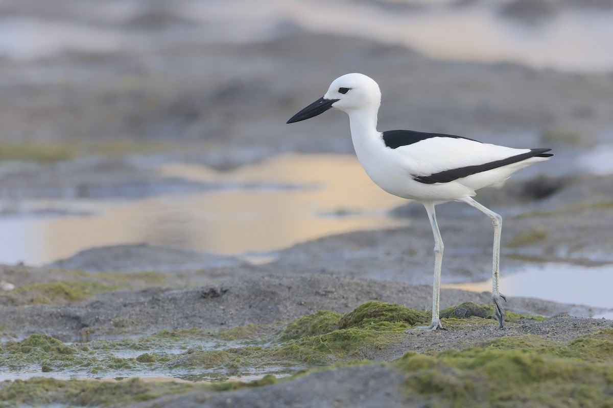 Crab-Plover - ML655214922