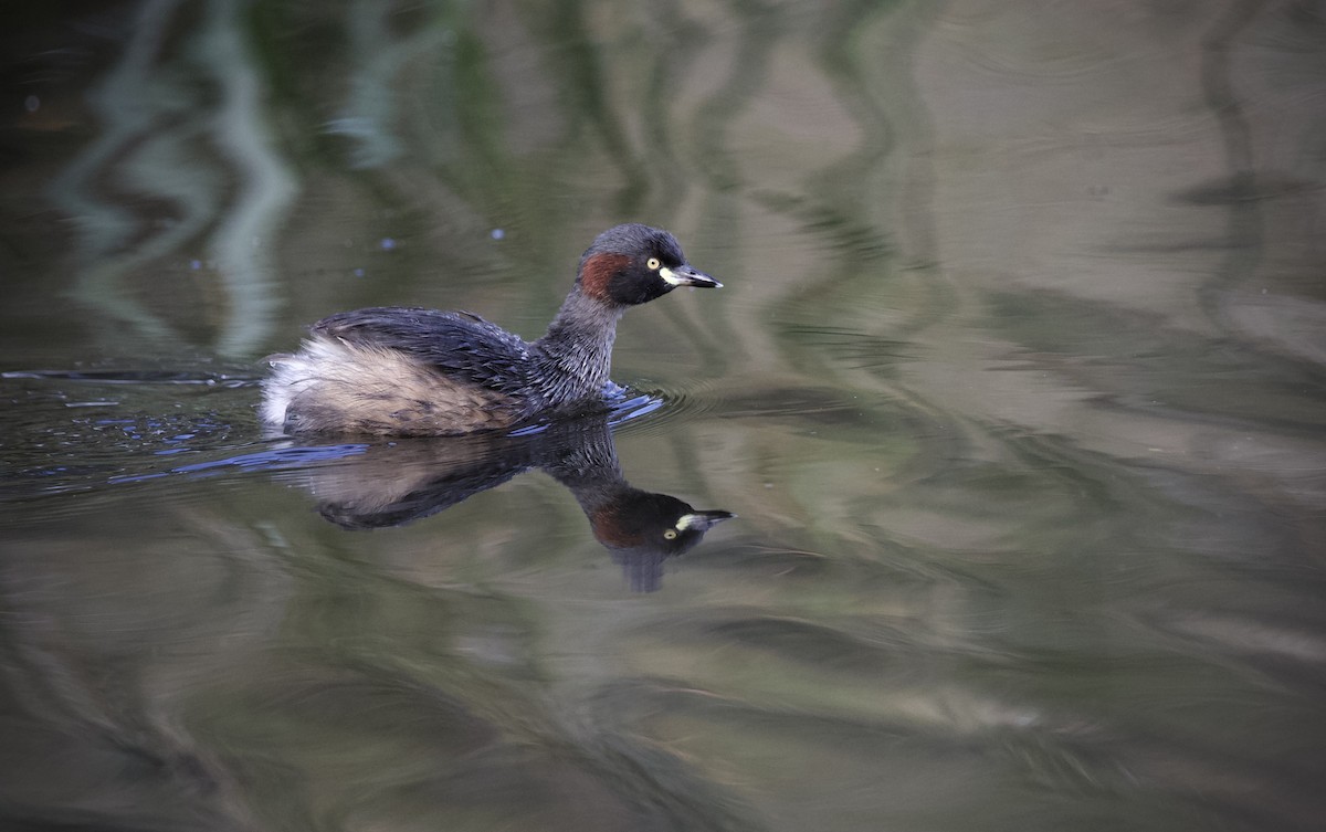 Australasian Grebe - ML655215056