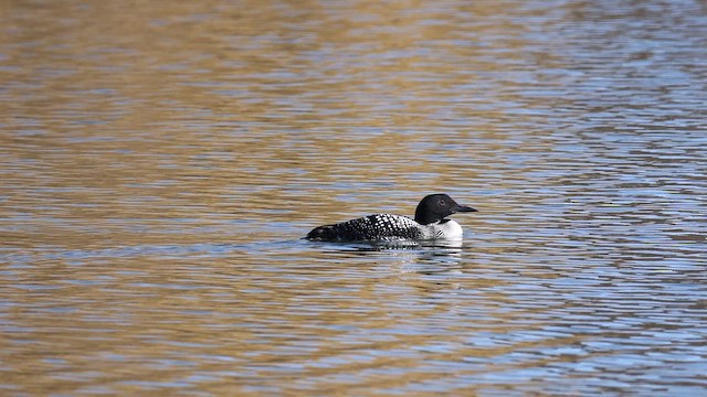 Common Loon - ML655215423