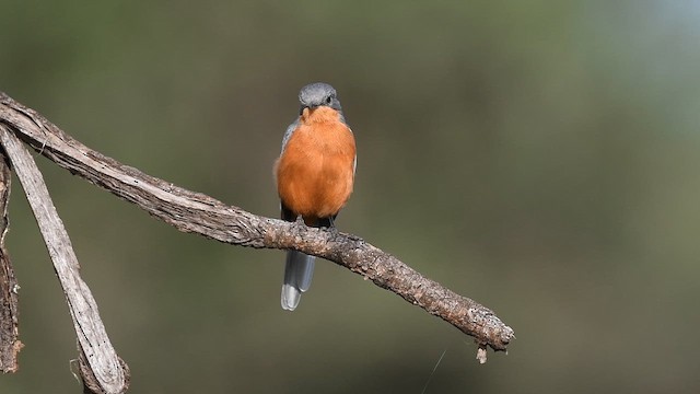 Silverbird - eBird