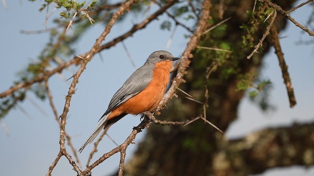 Silverbird - eBird