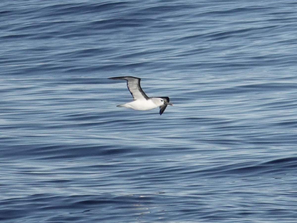 Atlantic Yellow-nosed Albatross - ML655216451