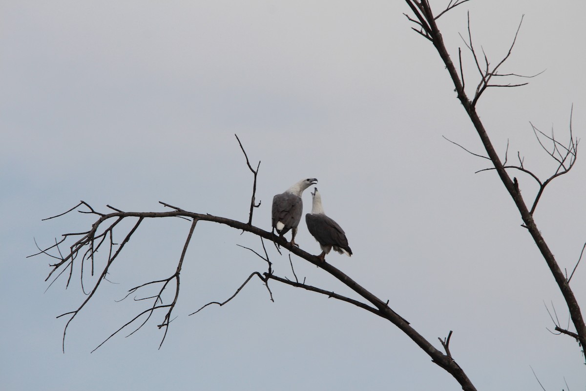 White-bellied Sea-Eagle - ML655216953