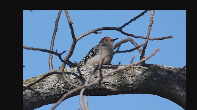 Red-bellied Woodpecker - ML655216977