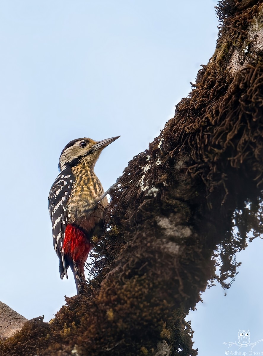 Stripe-breasted Woodpecker - ML655217061