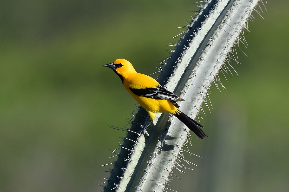 Yellow Oriole - Michiel Oversteegen