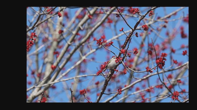 Golden-crowned Kinglet - ML655217710