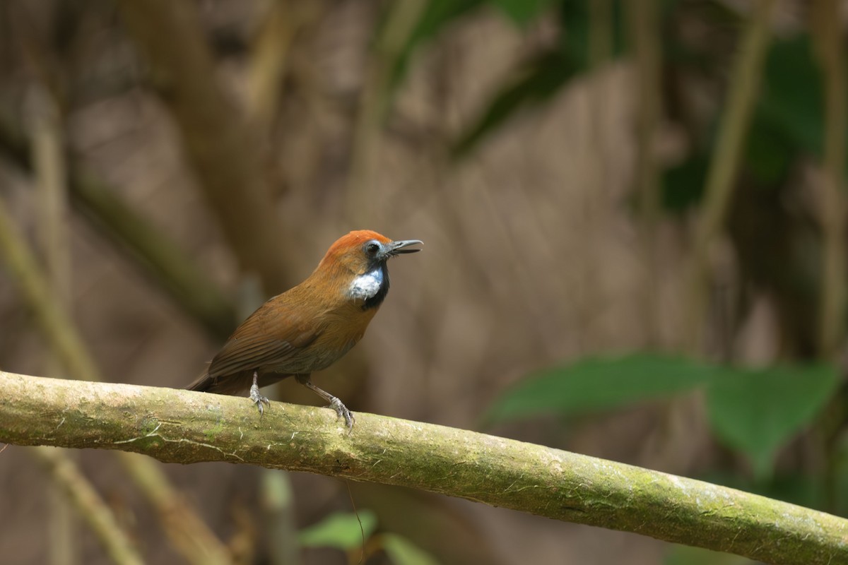 Timalí Piloso - ML655217711