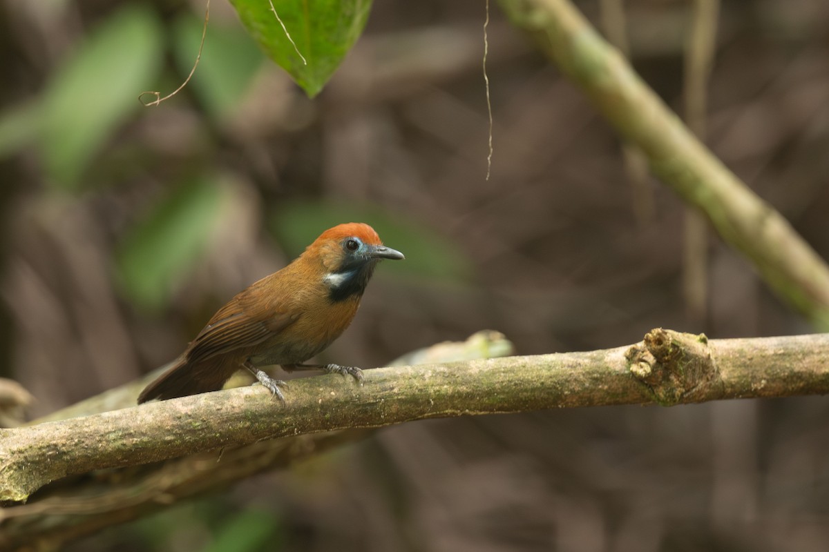 Timalí Piloso - ML655217712