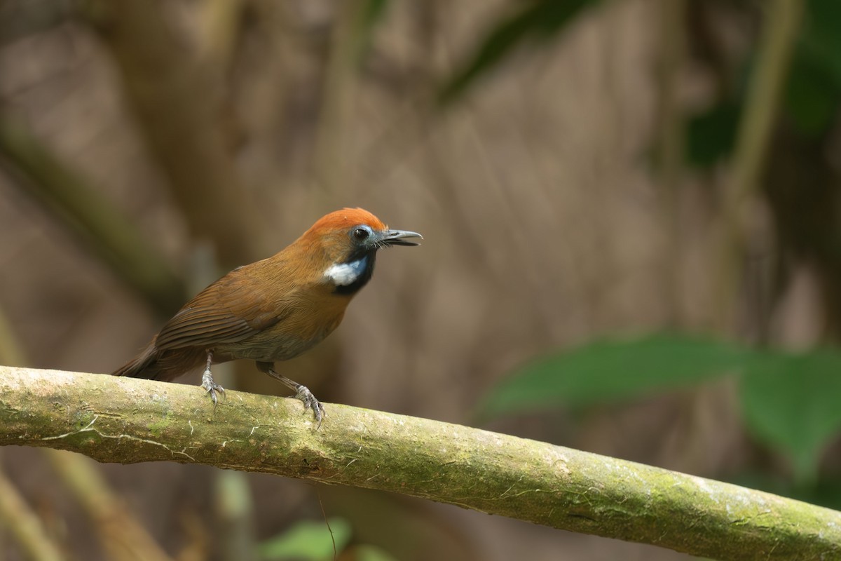 Timalí Piloso - ML655217714