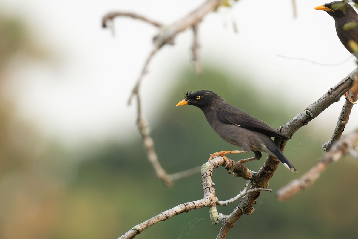 Miná de Jungla - ML655217722
