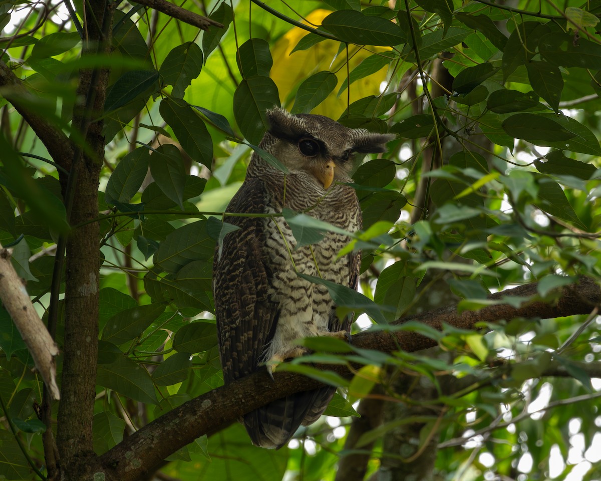 Búho de Malasia - ML655217738