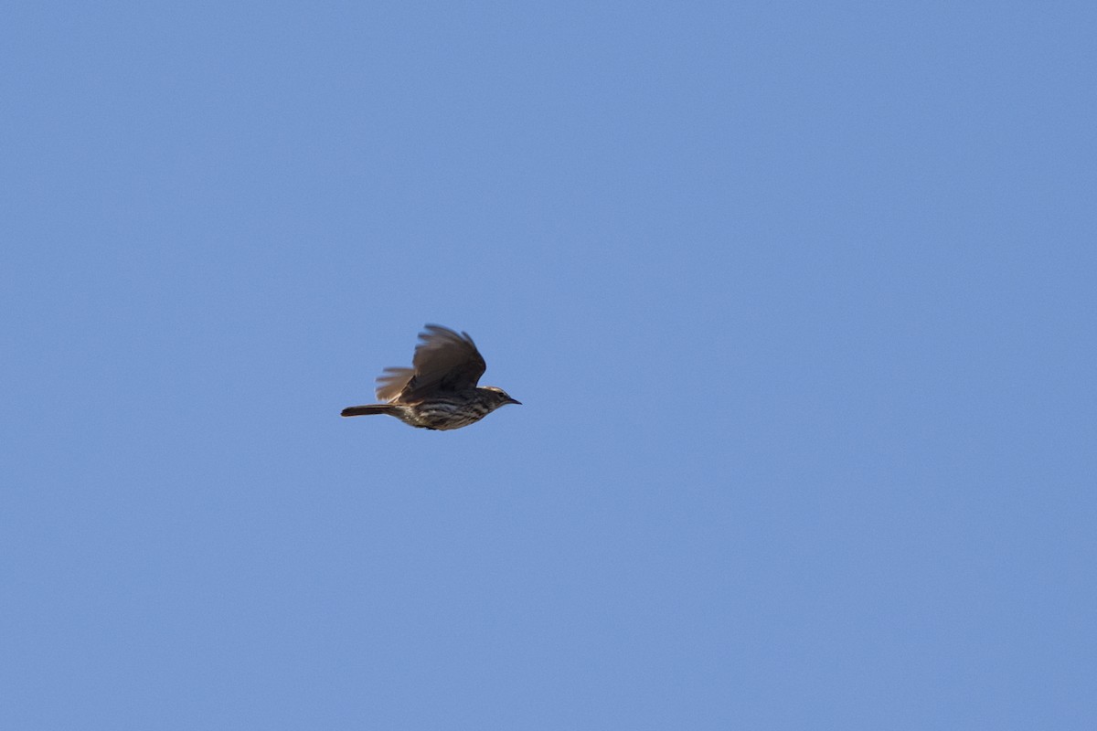 Karoo Lark - ML655219914