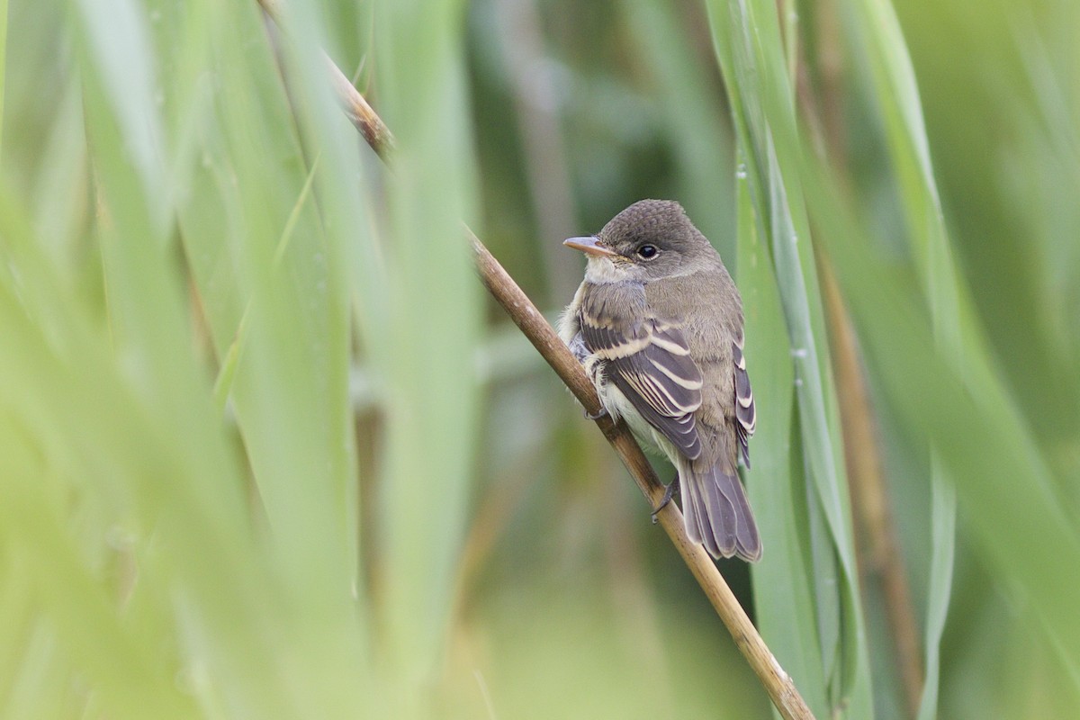 Willow Flycatcher - Doug Hitchcox