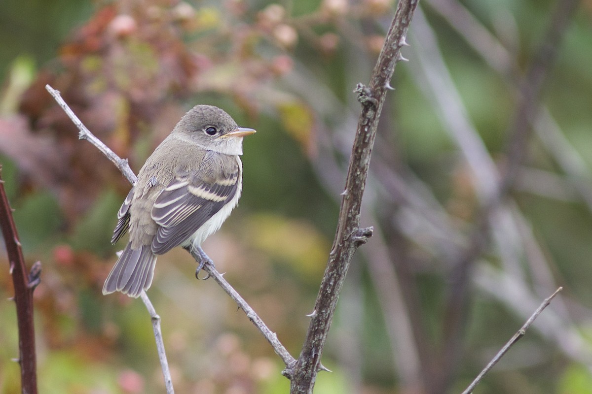 Willow Flycatcher - Doug Hitchcox