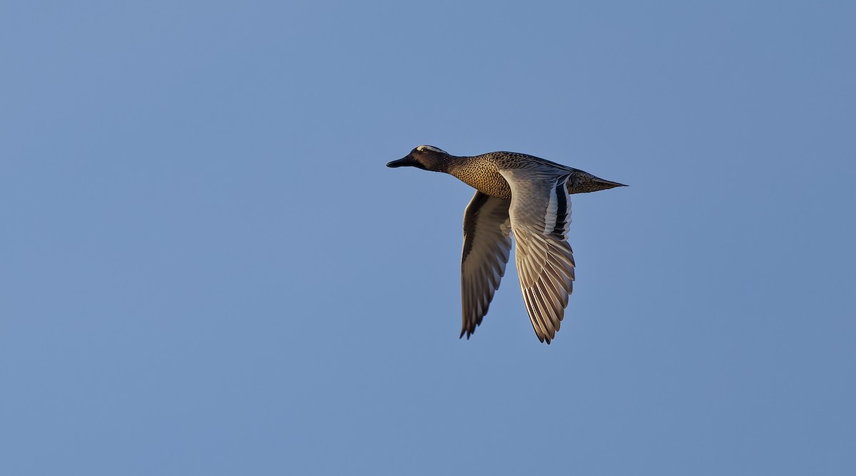 Garganey - ML655222417