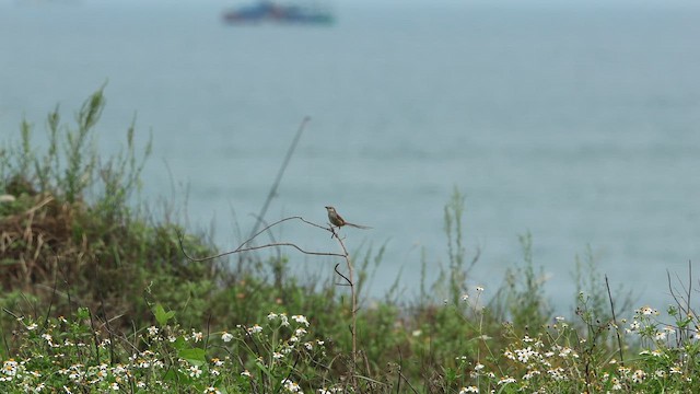 Striped Prinia - ML655222778