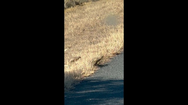 Brown Quail - ML655222870