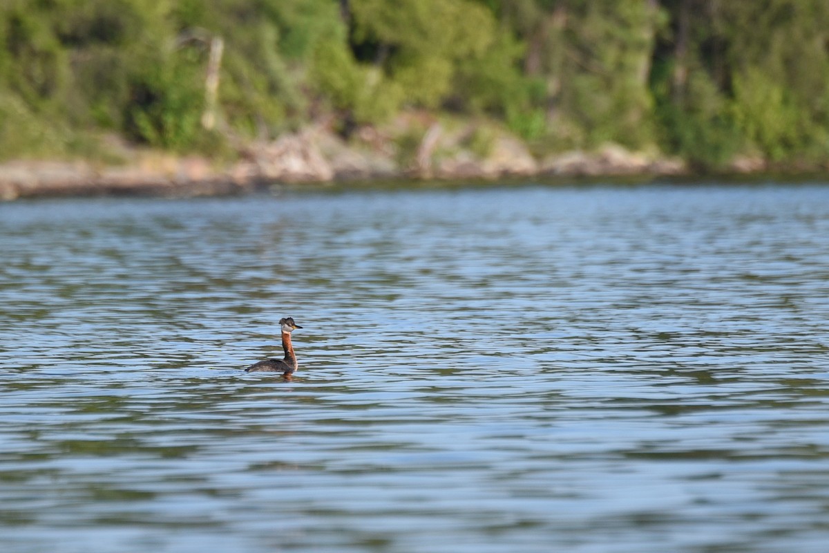 potápka rudokrká - ML65522301