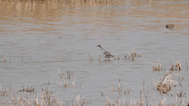 Teichwasserläufer - ML655223834